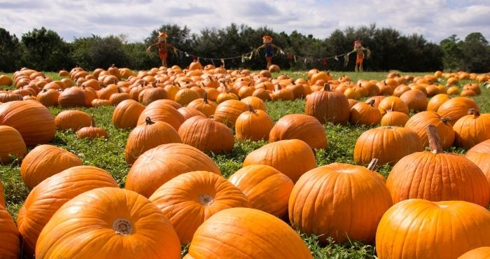 Fall, But Make it Socially Distanced