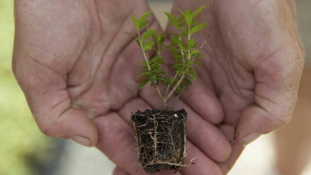 A small plant with a soil base cradled in two hands
